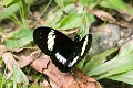 HELICONIDAE, Heliconius cydno f. chioneus